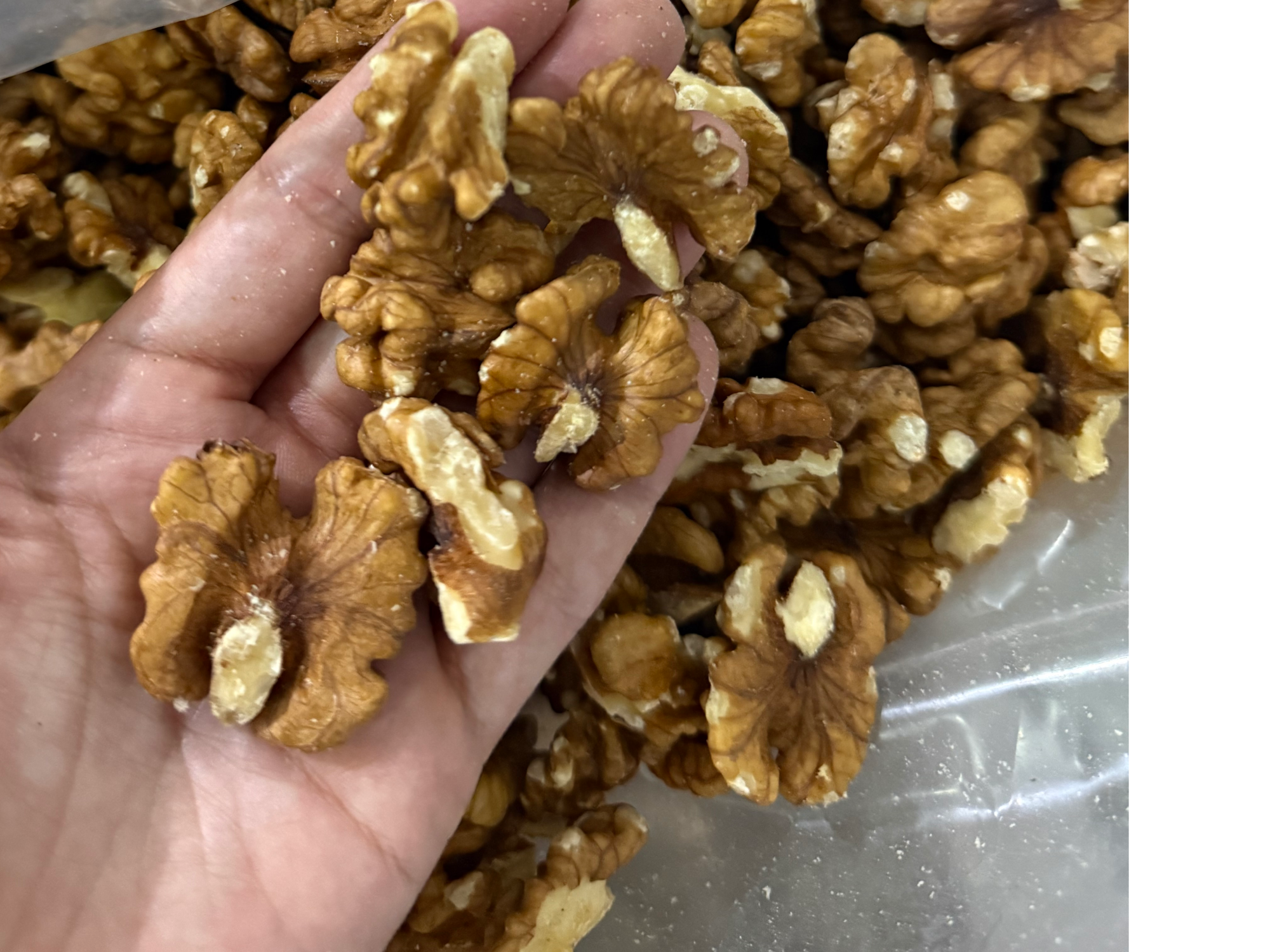 Nuez mariposa dorada ¡COSECHA 2026!