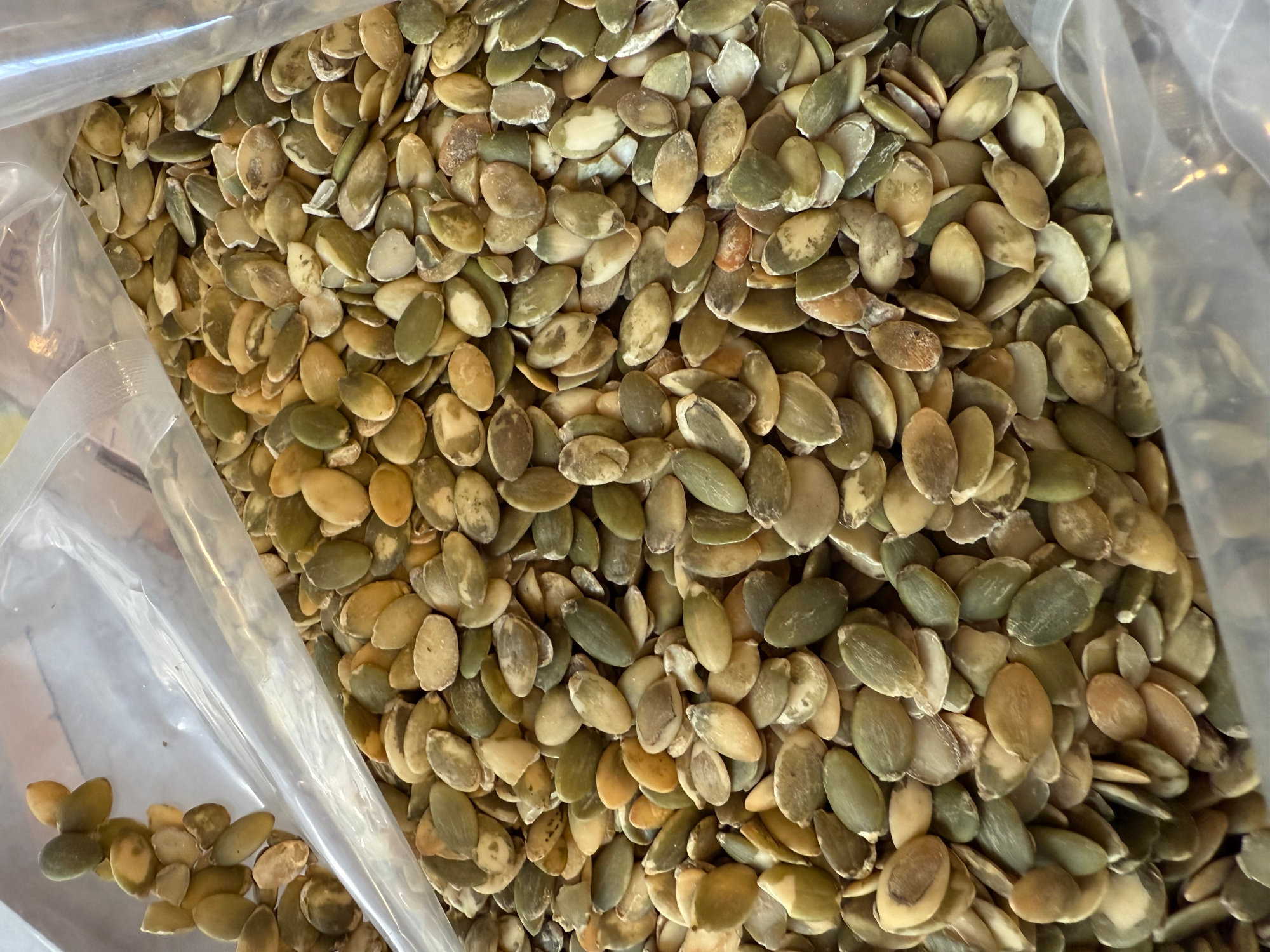 Semillas de zapallo standard (A)