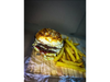 2 Dobles Comun