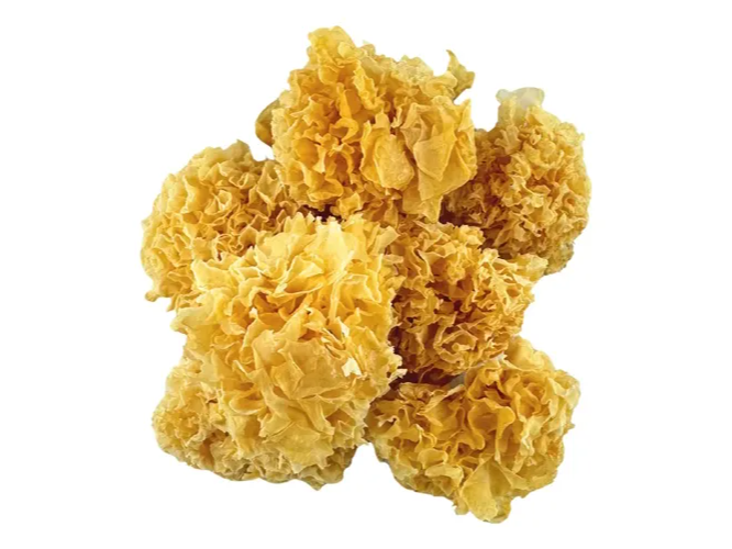 HONGOS TREMELLA