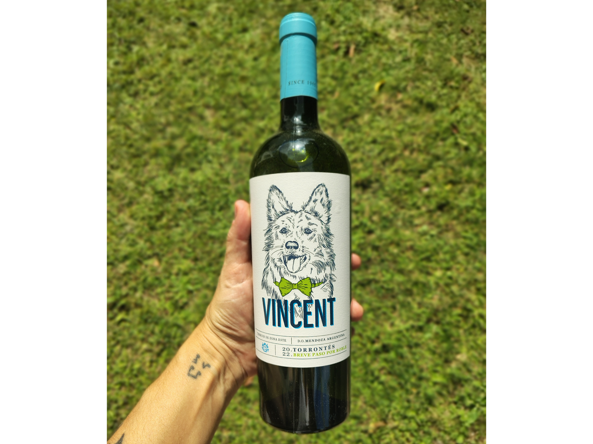 VINCENT | Torrontes
