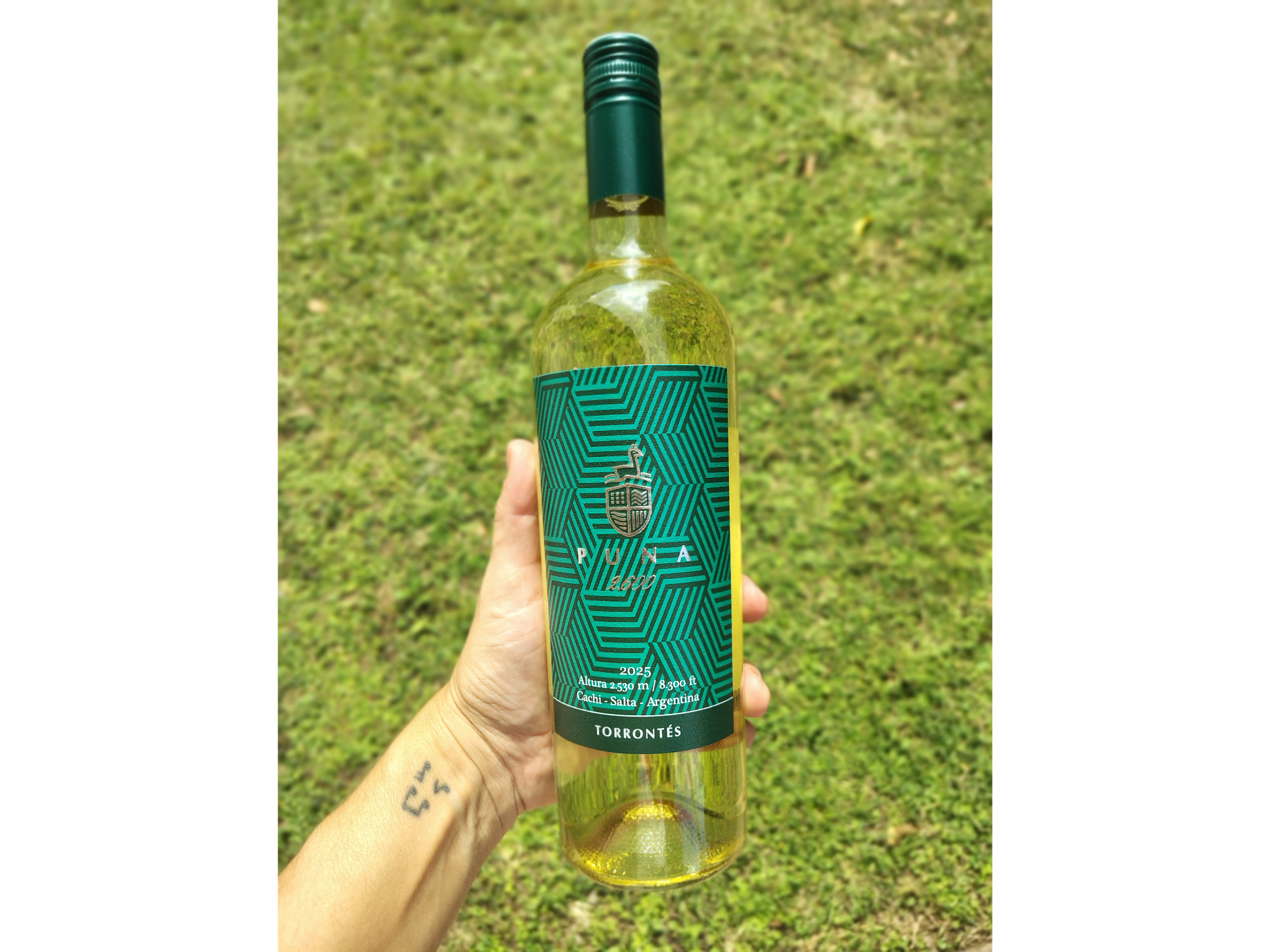 PUNA 2600 | Torrontes