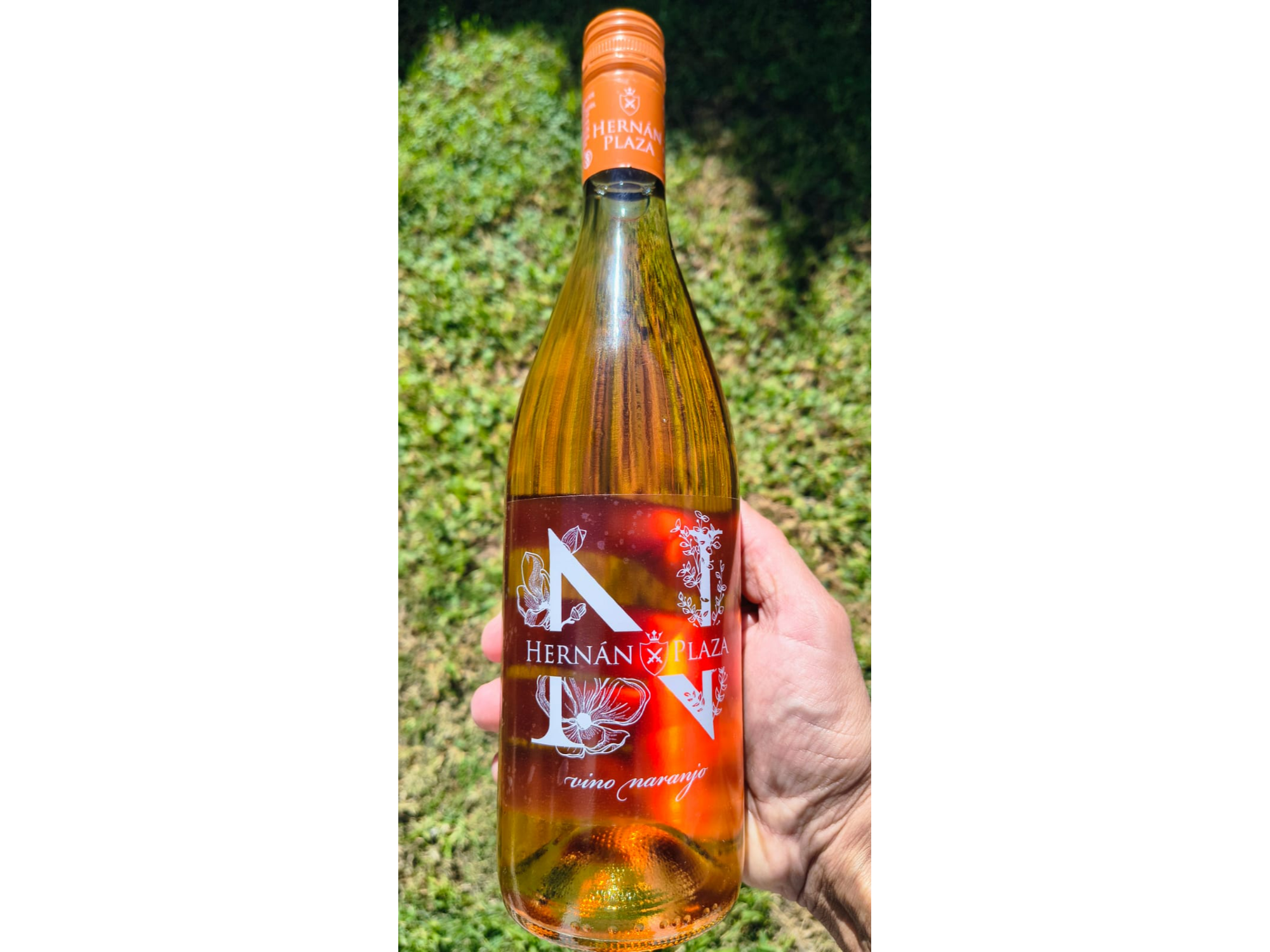 HERNAN PLAZA | Naranjo Moscatel