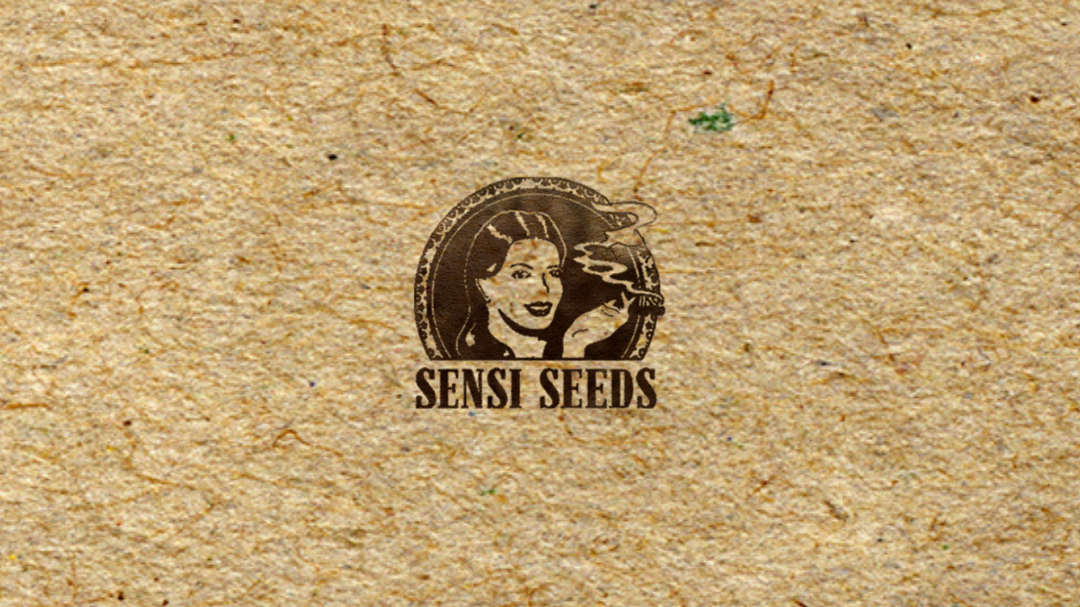 SENSI SEED x3