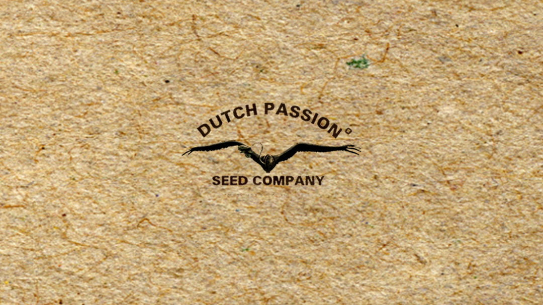 DUTCH PASSION x3