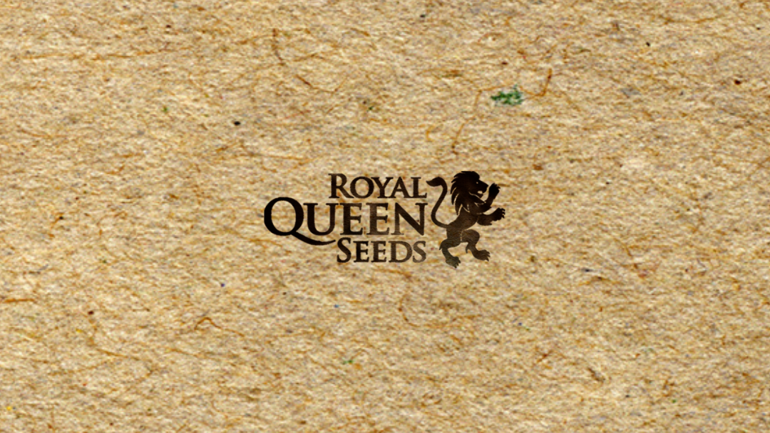 Royal queen seeds x3