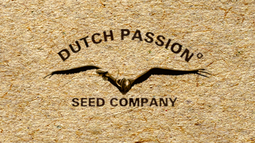 DUTCH PASSION x3