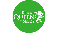 Royal queen seeds x3