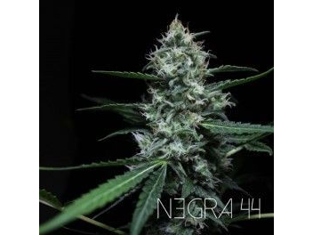 Negra 44