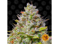BLUE GELATO 41