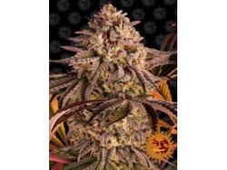 BLUE SUNSET SHERBET