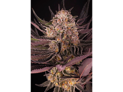 MIMOSA EVO