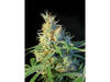 PSICODELICIA