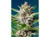 PURPLE PUNCH OG