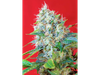 GREEN POISON