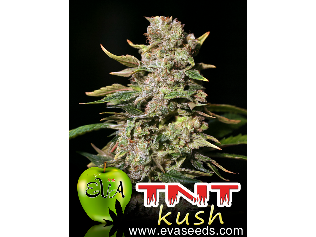 TNT KUSH