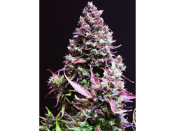 Cream Caramel Auto® SWS22