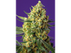 Crystal Candy XL Auto® SWS87