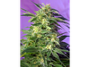 Killer Kush Auto® SWS56