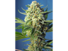 S.A.D. Sweet Afgani Delicious Auto® SWS24