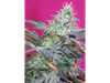 Sweet Cheese Auto® SWS33