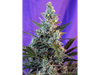 Sweet Skunk Auto® SWS34
