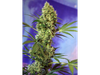 Big Devil Auto® SWS15