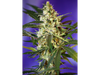 Fast Bud Auto® SWS16