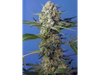 Crystal Candy F1 Fast Version® SWS73