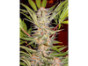 S.A.D. Sweet Afgani Delicious F1 Fast Version® SWS53