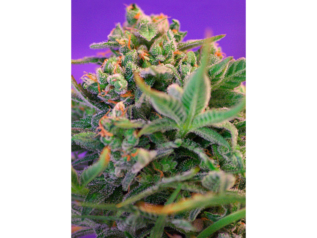 Sweet Cheese F1 Fast Version® SWS42