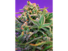 Sweet Cheese F1 Fast Version® SWS42