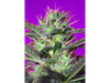 Botafumeiros® SWS12