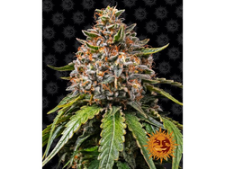 WHITE WIDOW XL