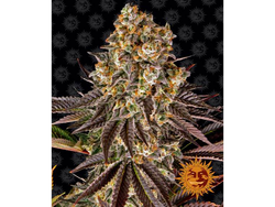 GELATO #45