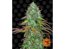LSD AUTO
