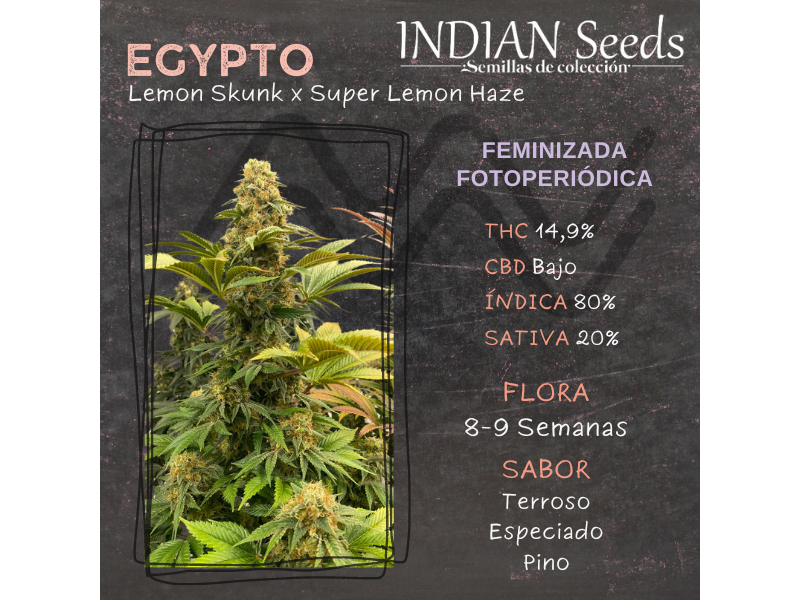 EGYPTO ( INDIAN SEEDS ) X3