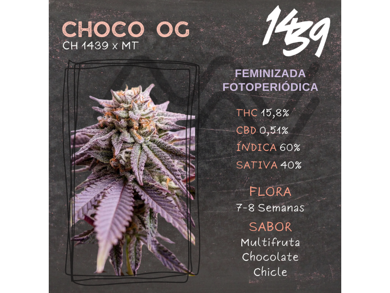 CHOCO OG ( CRIADORES 1439 ) X3