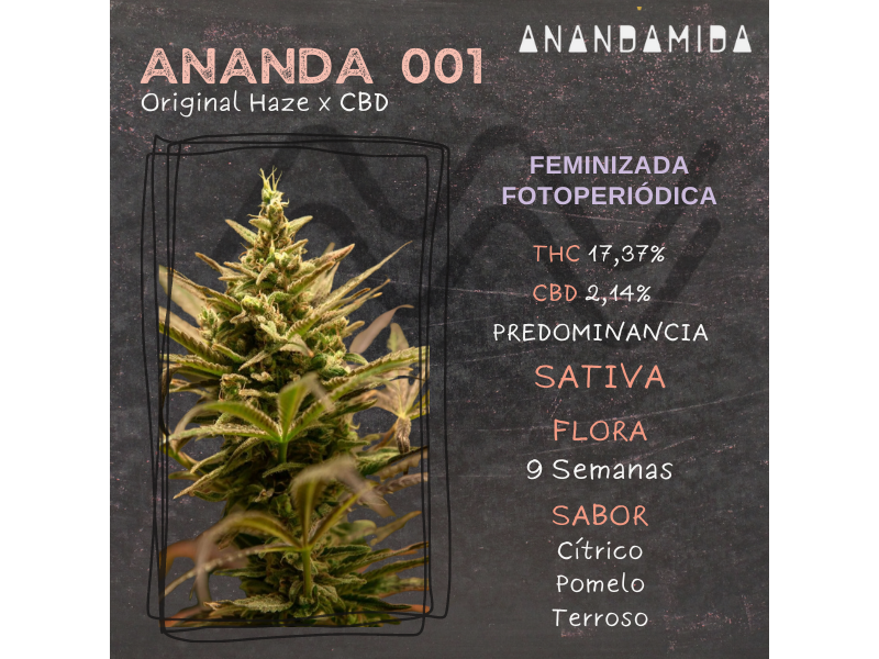 ANANDA001 X3