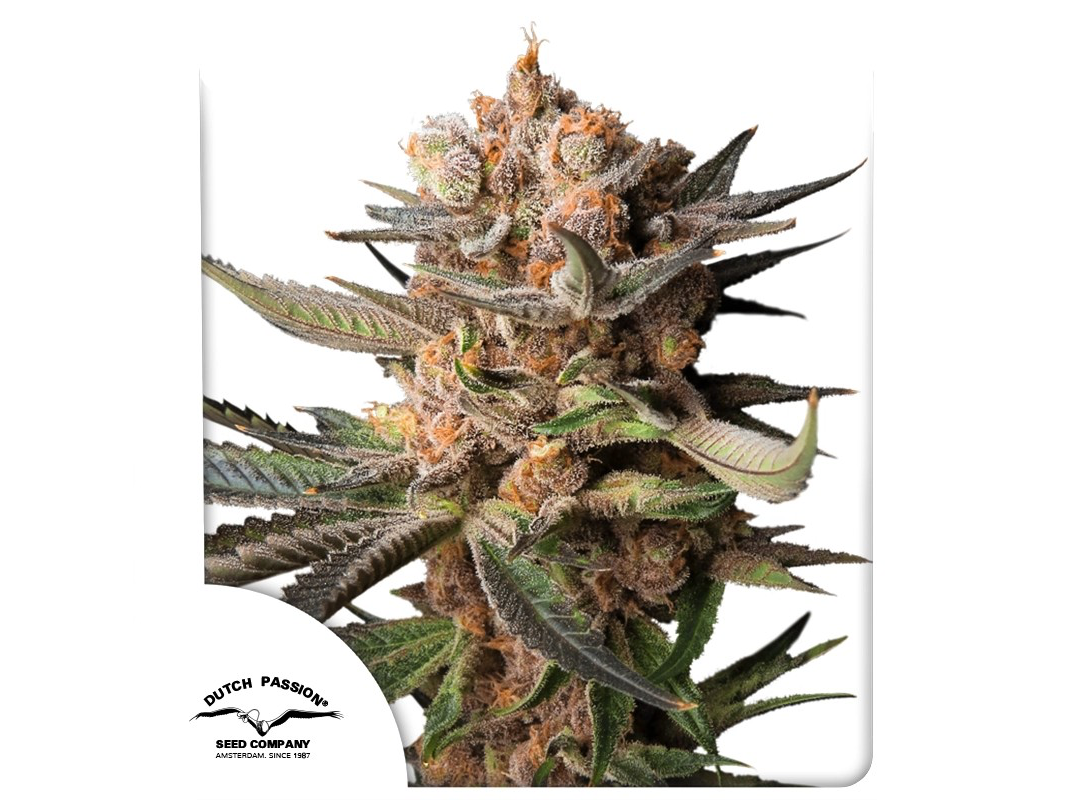 AUTO FROZZEN BISCOTI