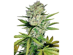 AUTO SUPER SKUNK XL