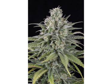 GREEN POISON AUTO