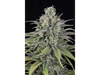GREEN POISON AUTO
