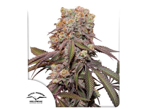 AUTO CANDY BUBATZ XXL