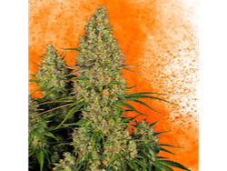 ORANGE RUNTZ SHERBET