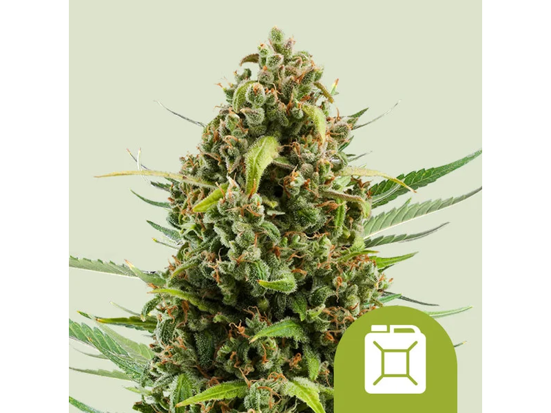 ROYAL DIESEL AUTO