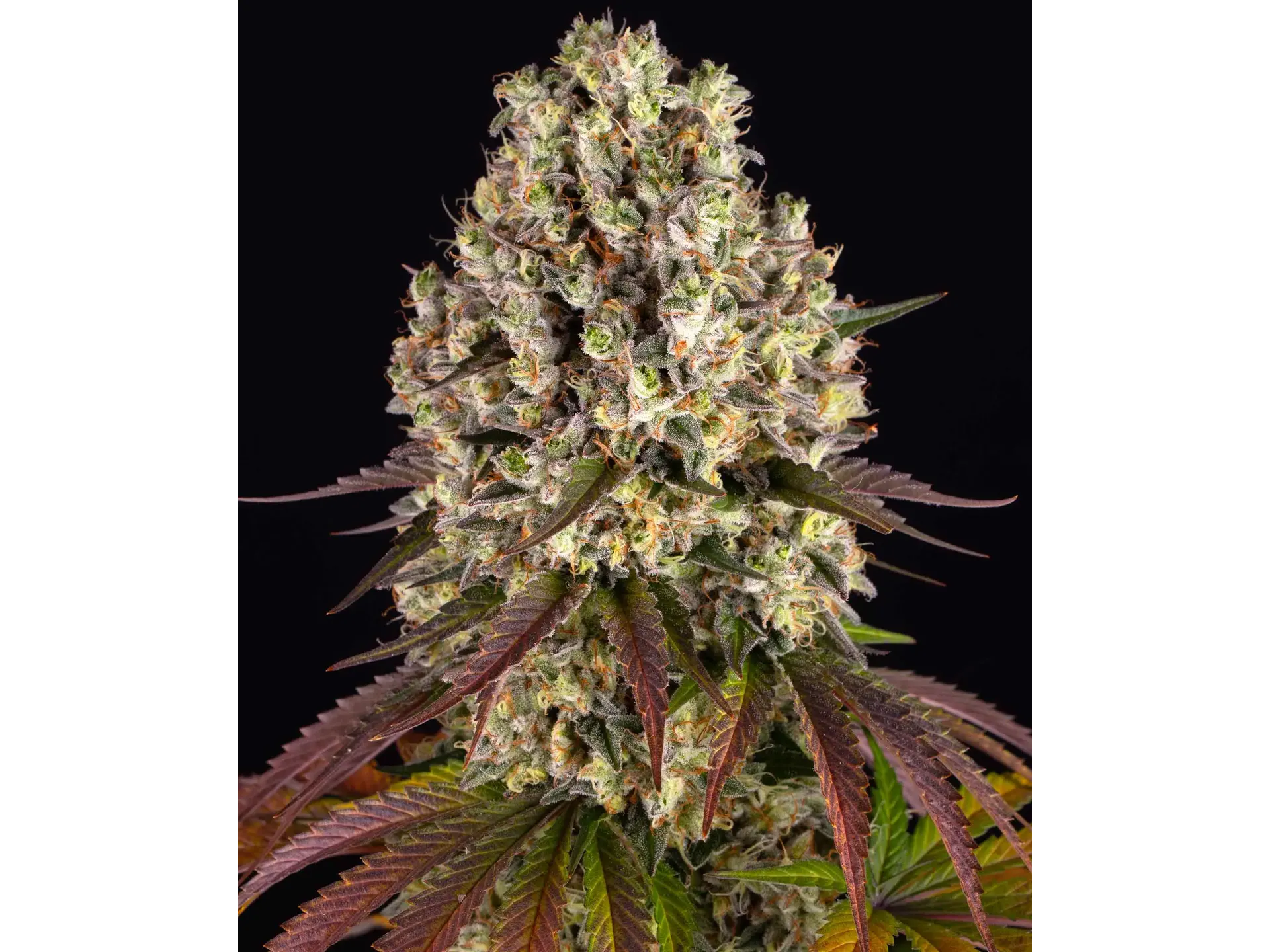 SOUR DIESEL
