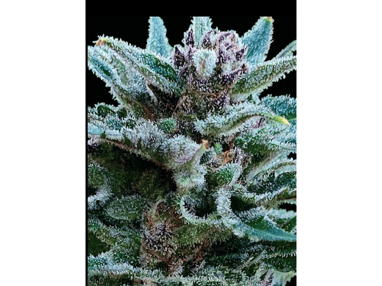 MIMOZART AUTO