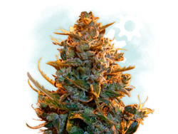 AUTO CRITICAL XXL