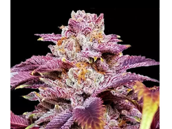 AUTO SOMANGO